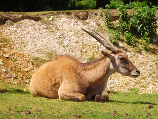 Parc animalier de Thoiry