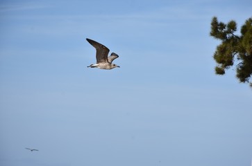 seagull flying in the blue sky