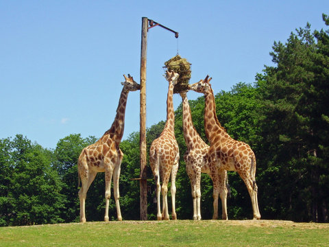 Girafes du Parc animalier de Thoiry