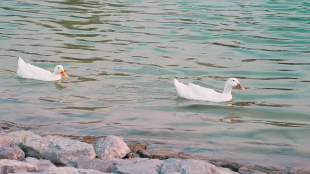 Slow motion two white ducks swimming in a pond