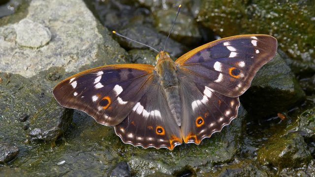 Lesser purple emperor butterfly drinking water from stone