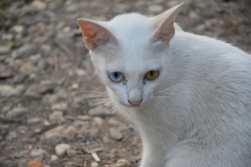 Naklejka na ściany i meble A white cat with two beautiful yellow and blue eyes