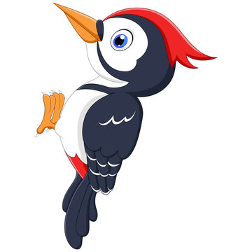A woodpecker bird cartoon isolated on white background Stock Vector | Adobe  Stock