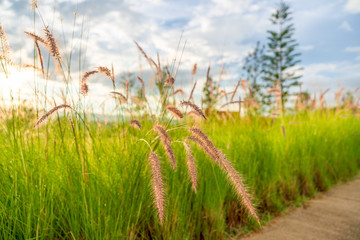 Beautiful golden grasses background blue sky clouds green garden sunrise  sunset sun shine silhouette light idea travelling backpacker guiding  backpacking camping campfire hiking relaxing resting