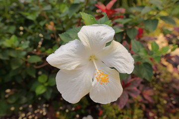 Beautiful tropical primeval rainforest flowers, trees and plants in Barbados in the Caribbean Sea