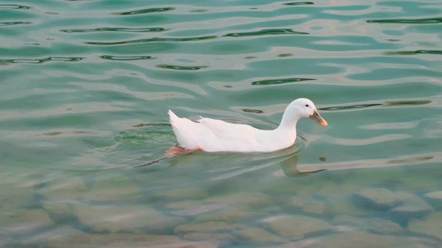 Slow motion white duck swimming in a pond