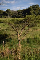 Fototapeta premium African savannah nature landscape