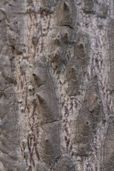Detailed pictures of the bark in nature