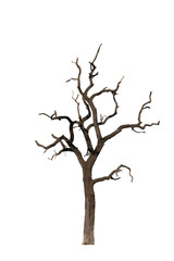 Dry tree  dead isolated on white background