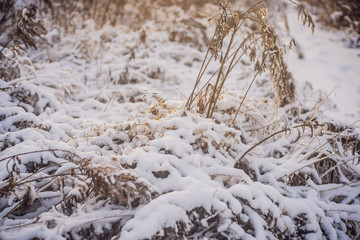 Winter trees and bushes heavily strewn with deep snow. Snow frosty winter