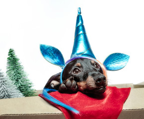 little miniature pinscher puppy in a unicorn costume is sitting in a box with Christmas decor close...
