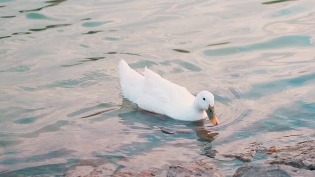 Slow motion white duck swimming in a pond, looking for food