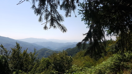 Obraz na płótnie Canvas tree in the mountains view