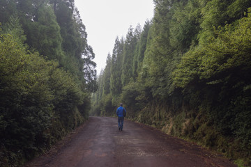 A man walking through an allee of evergreen trees in the Azores, Portugal