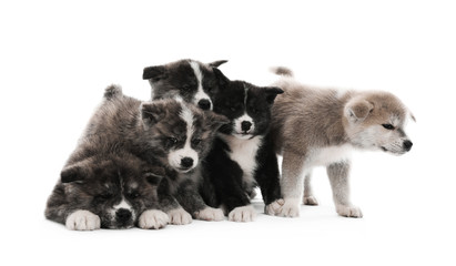 Obraz premium Cute Akita inu puppies on white background. Friendly dogs