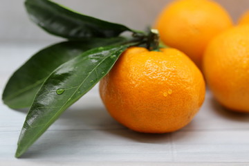 tangerines on white background