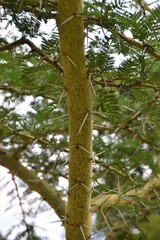 Thorn tree branch closeup