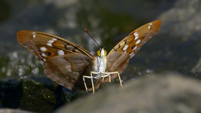 Lesser purple emperor butterfly (Apatura ilia) drinking water from stone