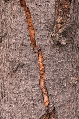 brown tree bark in winter