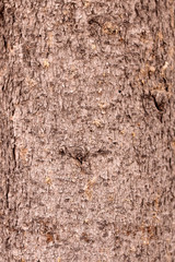 brown tree bark in winter