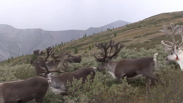 Mongolia, Darkhat basin. Landscapes of nature. Deer.