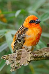 Orange Fody bird perching in natural environment