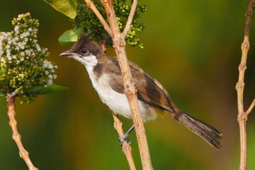 Juvenile red whiskered Bulbul bird perched in natural environment