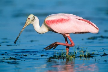 Ibis wading in water