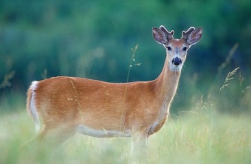 Pronghorn Antelope