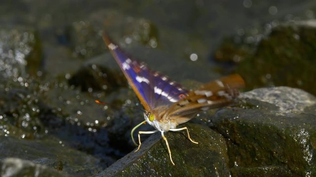 Lesser purple emperor butterfly (Apatura ilia) drinking water from stone