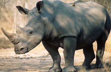 Obraz premium Black Rhinoceros (Ceratotherium Simum)