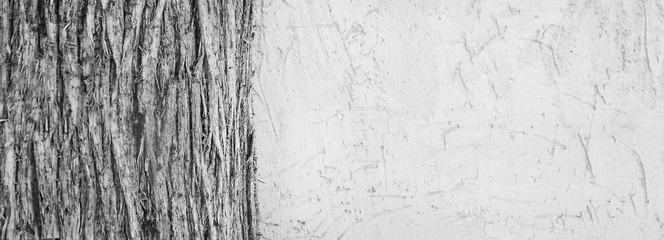 long background in wood and plaster. wall with bark beetle and beige color with a trunk of thuja on the background. Black and white graphics for design