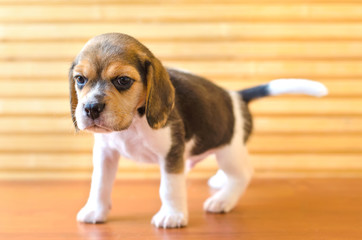 beagle puppy