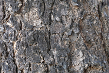 Naklejka premium Tree bark texture close up