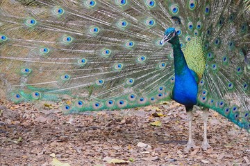Obraz premium peacock in the park
