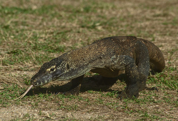 Komodo Dragon, Rinca Island, Indonesia