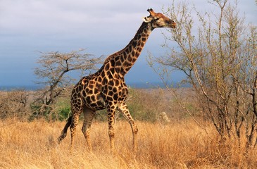 Maasai Giraffe (Giraffa Camelopardalus) on savannah