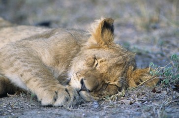 Lion sleeping on savannah close-up