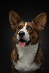 portrait of a dog on a dark background.  welsh corgi cardigan in the studio