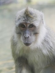 Portrait of a macaque