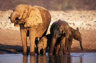 Naklejka na ściany i meble African Elephant (Loxodonta Africana) with three young at waterhole