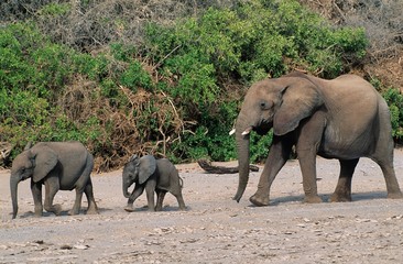 Three African Elephants (Loxodonta Africana) in a row