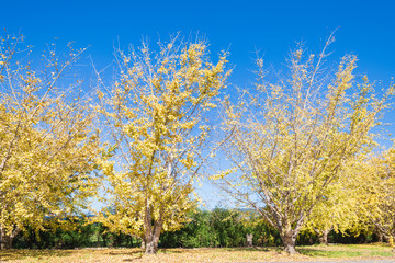 黄金色の太原イチョウ並木と青空(福岡県）