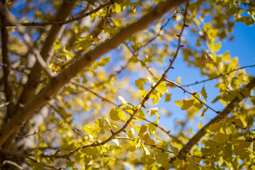 黄金色の太原イチョウ並木と青空(福岡県）