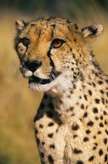 Obraz na płótnie Canvas Cheetah (Acinonyx Jubatus) close-up