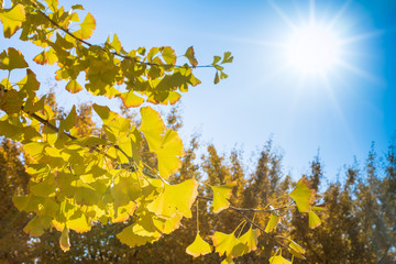 黄金色の太原イチョウ並木と青空(福岡県）