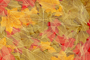Natural leaf skeleton overlayed on red, yellow and green maple leaves