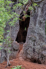 Large hollow in an old tree. Foliage and wood dust, park. Spring, Stockholm.