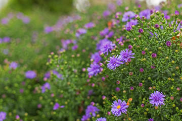 Autumn aster flowers, selective focus. Alpine Aster (Aster alpinus) . Decorative garden plant with purple flowers. Floral background and natural pattern with violet aromatic aster. 