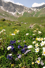 Mountain Flowers